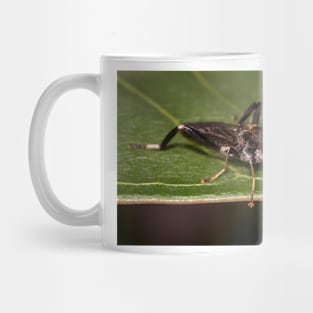 Soldier Fly Mug